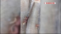 Ce spune sefa Directiei Generale Educatie despre fotografiile, prezentate la presedintie de fosta directoare a unei gradinite din sectorul Ciocana al capitalei, in care era prezentate mai multe produse stricate care ar fi ajuns pe masa copiilor de la institutia la care a lucrat. Angajatii institutiei au refuzat sa vorbeasca despre asta - VIDEO