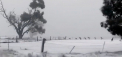 Imagini pe care rar le poti vedea, vin din Australia. Intr-un oras din sud-estul tarii mai multi canguri au fost filmati cum alearga... prin zapada - VIDEO