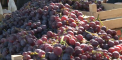La un festival organizat la Durlesti, un agricultor a venit cu un strugure care cu greu il poti tine intr-o mana – de aproape trei kilograme - VIDEO