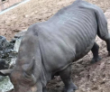 Ce i-au facut vizitatorii unui rinocer dintr-o gradina zoologica: „E lipsa de respect”