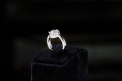 Lion’s Jewellery: 20 de ani de succes stralucit 