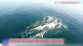 Delfinii dispar din Marea Neagra, din cauza oamenilor. Daca in 1950 erau aproximativ doua milioane de exemplare, acum, in 2019, specialistii estimeaza ca mai sunt doar 400 de mii - VIDEO