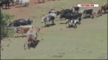 Inca un caz de rabie, inregistrat intr-o localitate din Causeni. Infectia a fost depistata la o bovina. Medicul veterinar a anuntat specialistii, iar toate persoanele care au intrat in contact cu animalul au fost vaccinate - VIDEO