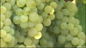 Au de cules tone de struguri, insa nu stiu unde o sa-i vanda. Mai multi agricultori din Leova spun ca fabricile de vin nu le primesc strugurii, asa ca au ramas cu ei pe deal. Oamenii cred ca aceasta e o strategie sa-i constranga sa-si dea roada la un pret de nimic - VIDEO