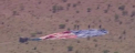 Noua persoane au fost ranite, dupa ce un balon cu aer cald s-a prabusit langa Las Vegas. Ajuns la sol, aparatul de zbor a fost tarat de vant aproape un kilometru - VIDEO