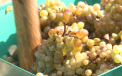 E vremea cand in satele din Moldova miroase a roada si must. Dupa ce au muncit un sezon la vita-de-vie, acum gospodarii au ajuns sa-si culeaga strugurii mangaiati de soare o vara intreaga - VIDEO
