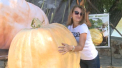 Agricultori din toata tara s-au adunat acolo si au expus bostani de diferite forme si culori. Cele mai multe laude le-a primit un fermier care a venit la festival cu un bostan de peste trei sute de kilograme - VIDEO