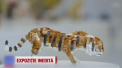 Piesele lego nu sunt doar o zabava pentru copii, ci pot deveni adevarate opere de arta. Dovada e o expozitie din Danemarca, unde artisti si designeri au prezentat creatii impresionante, confectionate din aceste mici detalii de plastic - VIDEO