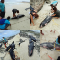 Imagini dezolante pe o plaja din Africa. Peste 160 de delfini au fost gasiti morti