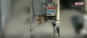 Un pasager nepoftit a fost surprins pe aeroportul din Moscova. O vulpe s-a strecurat printre oameni si a fost vazuta alergand pe banda pentru bagaje - VIDEO