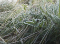 Un val de aer polar va lovi Republica Moldova. Temperaturile scad rapid in urmatoarele zile. Cat de frig va fi - FOTO
