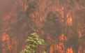Incendii de vegetatie scapate de sub control in Australia. Ce zone sunt afectate - VIDEO