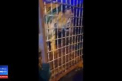 Ce s-a intamplat cu animalele din „camionul mortii” plin cu tigri. „Calatorie de cosmar” - VIDEO