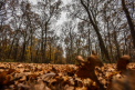 O duminica fara precipitatii, cu temperaturi de pana la 15 grade, in capitala. In urmatoarele zile vrema se raceste. Prognoza meteo - FOTO