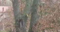 Cad primii fulgi in capitala. Ce minime ne asteapta azi si cum va fi vremea in weekend - VIDEO