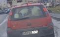 A inghesuit vitelul intr-un Opel Corsa si a plecat la drum prin Timisoara - VIDEO