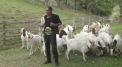 O brazilianca e cea mai tare luptatoare din UFC si si-a prezentat centurile printre ... capre - VIDEO