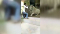 Era la un pas sa ramana fara mana. Un ingrijitor de animale a fost atacat de un leu, in timp ce i-a adus de mancare. Animalul l-a prins de brat si l-a tinut cateva minute bune - VIDEO