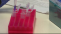 Una dintre cele mai periculoase bacterii din lume ar putea pune capat incalzirii globale