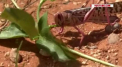 Zeci de mii de hectare de pasuni si terenuri cultivate au fost distruse in Somalia dupa o invazie a lacustelor - VIDEO
