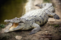 Un cunoscut om de afaceri creste crocodili. Numarul urias al reptilelor