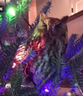 O familie din SUA a gasit pe Pomul de Craciun o...bufnita. Oamenii au fost nevoiti sa apeleze la cei de la Protectia Animalelor - VIDEO