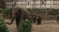 In Germania, brazii care nu s-au vandut de Craciun mai au o sansa sa aduca bucurie. Dupa sarbatori, pomii sunt adunati de autoritati si donati gradinilor zoologice - VIDEO