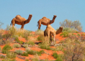 Peste 10.000 de camile vor fi impuscate in Australia, pentru a le impiedica sa bea apa