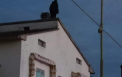 Un roman s-a urcat pe casa patronului italian si a amenintat ca-si da foc, neplatit de mai multe luni