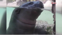 Cozi lungi s-au format la o gradina zoologica din Chile. Ce vietuitoare au putut admira localnicii - VIDEO
