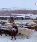 Fenomen rar in Arabia Saudita. A nins in desert si in zonele inalte din tara, unde, de regula, nu este zapada - VIDEO