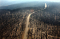 Masurile luate de guvernul Australiei dupa „dezastrul ecologic” cauzat de incendii
