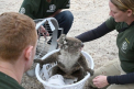 Carnagiu in Australia. Sute de ursi koala au fost ucisi cu brutalitate