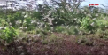 Este stare de urgenta nationala in Somalia din cauza invaziei de lacuste. Insectele devasteaza culturile agricole - VIDEO