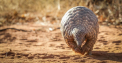 Ce este pangolinul, animalul de la care ar fi pornit epidemia de coronavirus din China