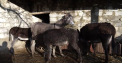 Daca vreti sa gustati lapte de magarite, trebuie sa mergeti la Falesti. Un barbat din localitate se lauda cu o afacere unica, dar si produse, care are calitati terapeutice si sunt pline de vitamine. Pentru un litru de lapte, cumparatorii platesc 400 de lei - VIDEO