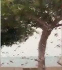 Scene apocaliptice au fost filmate in Bahrain. Strazi intregi au fost invadate de lacuste, iar zeci de masini nu au mai putut inainta, din cauza vizibilitatii reduse - VIDEO