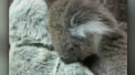 Un pui de koala ramas orfan imbratiseaza un ursulet de plus. Imaginile au ajuns virale - VIDEO