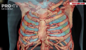 Cum exact sunt afectati plamanii de coronavirus si cum se deosebeste boala de o pneumonie? La aceste intrebari a raspuns un medic american - VIDEO