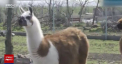 Cei mai noi locatari ai unei gradini zoologice din Bulgaria au primit nume in ton cu epidemia de coronavirus - VIDEO