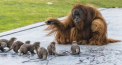 Cum a fost surprins un urangutan jucandu-se cu o familie de vidre, la o gradina zoologica din Belgia - FOTO