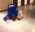 Pentru un handbalist francez, varsta nu este un motiv de a uita de copilarie. Un jucator al echipei Montpellier s-a pus la intrecere pentru mancare cu cainele sau - VIDEO
