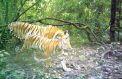 O femela de tigru malaezian de la gradina zoologica din Bronx, testata pozitiv cu coronavirus