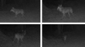 Animal vazut in nordul Frantei pentru prima data dupa 100 de ani. In toata tara exista doar 530 de exemplare