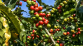 Efectele neasteptate ale pandemiei de coronavirus. Pretul cafelei a crescut