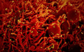 Pandemia Covid-19 in cifre. Ce s-a intamplat cu tarile care au ridicat restrictiile rapid