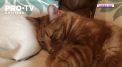 Doua pisici din New York au devenit primele animale de companie infectate cu coronavirus - VIDEO