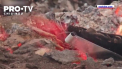 Siberia este in flacari. Din cauza unor temperaturi anormale de peste 30 de grade, incendiile au cuprins paduri si sate intregi - VIDEO