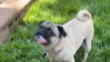 Winston este primul catel din Statele Unite infectat cu noul coronavirus. El locuieste cu stapanii sai, care au fost depistati pozitiv cu noul coronavirus - VIDEO