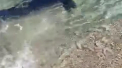 Imagini rare in Italia. Un rechin albastru a fost filmat in timp ce inota in apropierea tarmului - VIDEO
